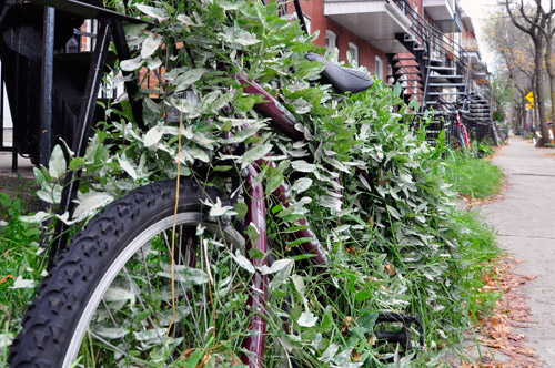 Vélo abandonné. Photo: N.Falcimaigne