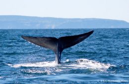 Le golfe du Saint-Laurent, une mer semi-fermée six fois et demie plus petite que le golfe du Mexique est l’habitat d’espèces déjà menacées, comme le rorqual bleu et le rorqual commun. Photo: ROMM