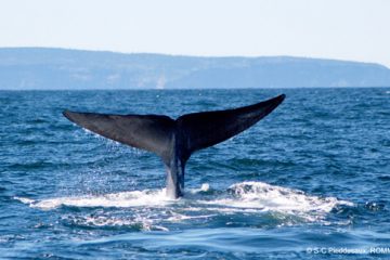 Le golfe du Saint-Laurent, une mer semi-fermée six fois et demie plus petite que le golfe du Mexique est l’habitat d’espèces déjà menacées, comme le rorqual bleu et le rorqual commun. Photo: ROMM