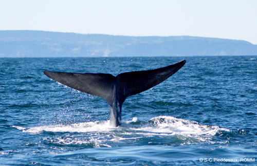 Le golfe du Saint-Laurent, une mer semi-fermée six fois et demie plus petite que le golfe du Mexique est l’habitat d’espèces déjà menacées, comme le rorqual bleu et le rorqual commun. Photo: ROMM